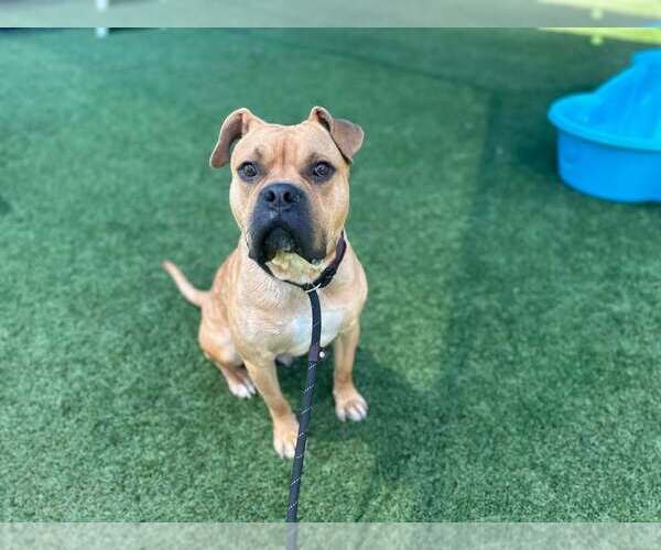 Medium Photo #2 Bull-Boxer Puppy For Sale in McKinney, TX, USA