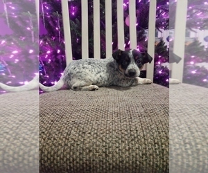 Australian Cattle Dog-Jack Russell Terrier Mix Puppy for sale in GOSHEN, IN, USA