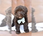 Small #3 Portuguese Water Dog