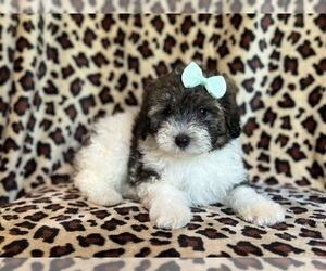 YorkiePoo Puppy for sale in LAKELAND, FL, USA