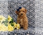 Small Photo #6 Miniature Labradoodle Puppy For Sale in KINZERS, PA, USA