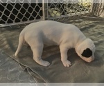 Small Photo #15 American Pit Bull Terrier Puppy For Sale in ZANESVILLE, OH, USA