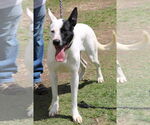 Small #3 Great Dane-Greyhound Mix