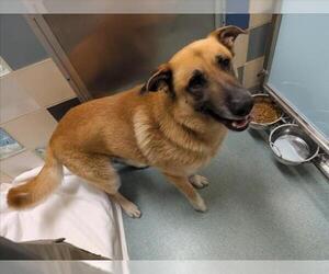 German Shepherd Dog-Unknown Mix Dogs for adoption in Plano, TX, USA