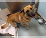 Small German Shepherd Dog Mix