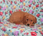 Small #5 Golden Retriever