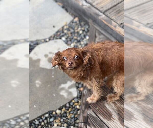 Medium Photo #2 Paperanian Puppy For Sale in Dana Point, CA, USA