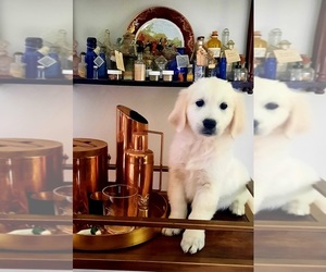 English Cream Golden Retriever Puppy for sale in HARRISBURG, PA, USA