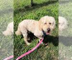 Small Cockapoo (Miniature)