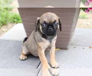 Jug Puppy for sale in SHILOH, OH, USA