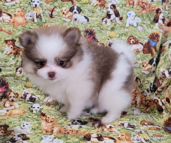 Medium Photo #2 Pomeranian Puppy For Sale in ORRVILLE, OH, USA