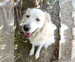 Small #5 Great Pyrenees