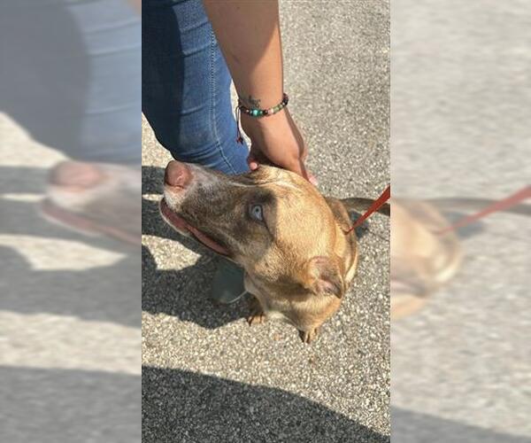 Medium Photo #1 German Shepherd Dog-Unknown Mix Puppy For Sale in Houston, TX, USA