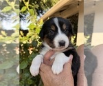 Puppy 1 Australian Shepherd