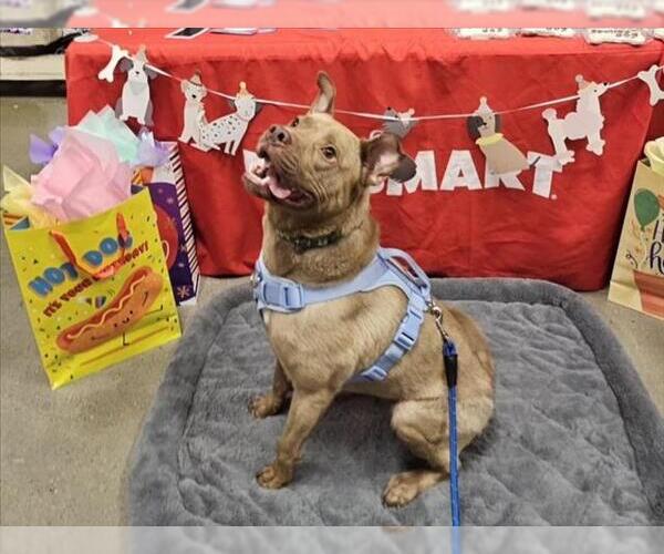 Medium Photo #2 American Pit Bull Terrier-Unknown Mix Puppy For Sale in Derwood, MD, USA