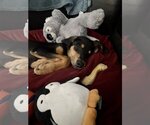 Small Photo #16 Doberman Pinscher-Unknown Mix Puppy For Sale in Buffalo, MN, USA