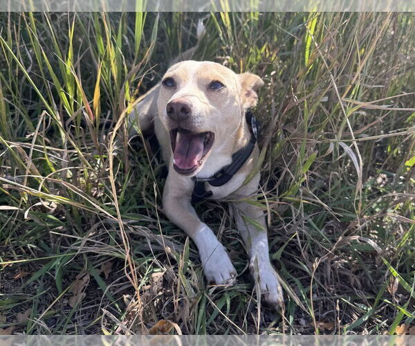 Medium Photo #10 Chihuahua Puppy For Sale in Lakewood, CO, USA