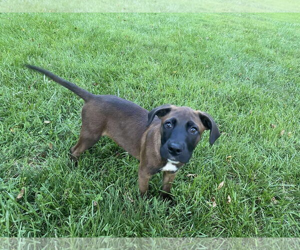 Medium Photo #4 Labrador Retriever-Unknown Mix Puppy For Sale in Stephens City, VA, USA