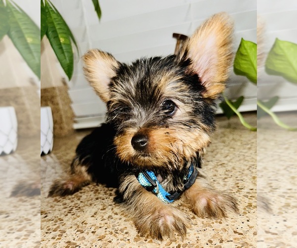 Medium Photo #11 Yorkshire Terrier Puppy For Sale in RIVERSIDE, CA, USA