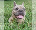 Small Photo #1 French Bulldog Puppy For Sale in Tampa, FL, USA