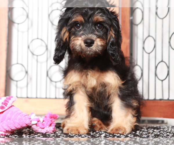 Medium Photo #1 Cavapoo Puppy For Sale in NAPLES, FL, USA