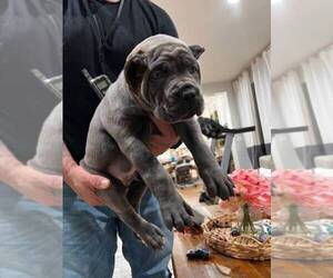 Cane Corso Puppy for sale in EASTVALE, CA, USA