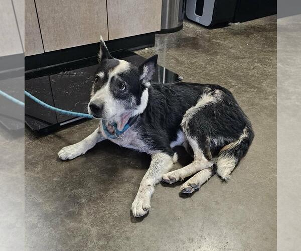Medium Photo #10 Australian Shepherd-Unknown Mix Puppy For Sale in Rockwall, TX, USA