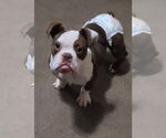 Small #3 Bulldog