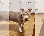 Small #28 Staffordshire Bull Terrier Mix