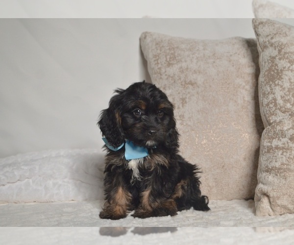 Medium Photo #18 Cavapoo Puppy For Sale in CHRISTIANA, PA, USA
