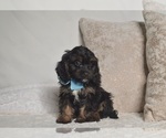 Small #17 Cavapoo