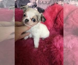 Chihuahua Puppy for sale in TRACY, CA, USA