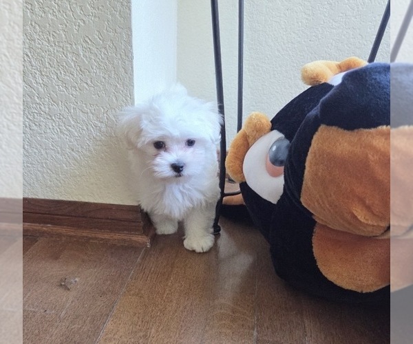 Medium Photo #8 Maltese Puppy For Sale in SANTA CLARITA, CA, USA