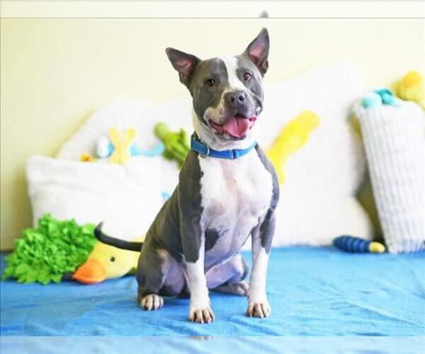 Medium Photo #2 American Staffordshire Terrier-Unknown Mix Puppy For Sale in Tavares, FL, USA