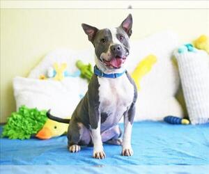 SEAMUS - Male American Staffordshire Terrier-Unknown Mix Dog for Adoption - Photo #2