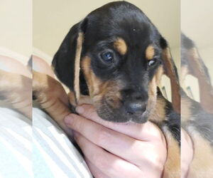 Beagle-Spaniel Mix Dogs for adoption in Pottstown, PA, USA
