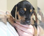Small Beagle-Spaniel Mix
