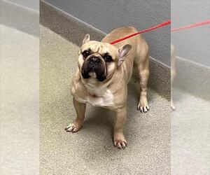 French Bulldog-Unknown Mix Dogs for adoption in Las Vegas, NV, USA