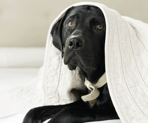 Mother of the Labrador Retriever puppies born on 06/18/2026