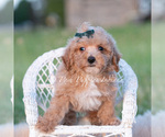 Small #10 Maltipoo (Toy)