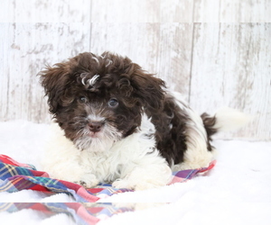 Havanese Puppy for sale in SHILOH, OH, USA