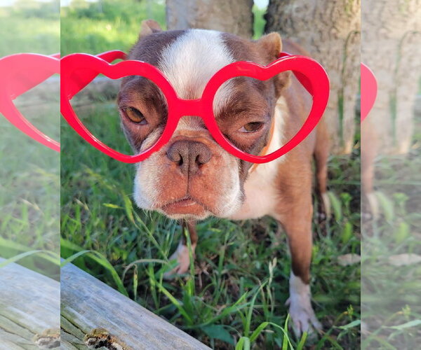 Medium Photo #2 Boston Terrier Puppy For Sale in Little Elm, TX, USA