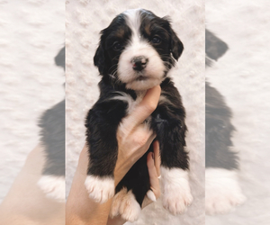 Golden Mountain Doodle  Puppy for sale in HASKELL, OK, USA