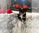 Small Photo #41 Miniature Australian Shepherd Puppy For Sale in QUINCY, CA, USA