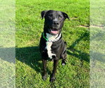 Small #5 Labrador Retriever Mix