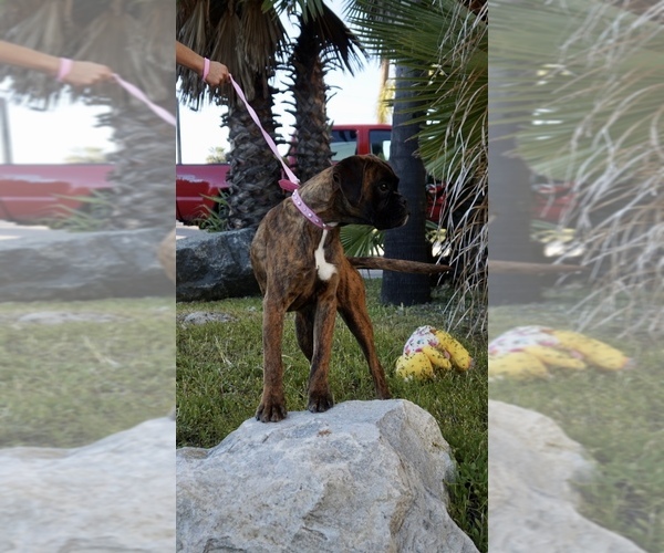 Medium Photo #2 Boxer Puppy For Sale in CHULA VISTA, CA, USA