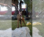 Small Photo #2 Boxer Puppy For Sale in CHULA VISTA, CA, USA