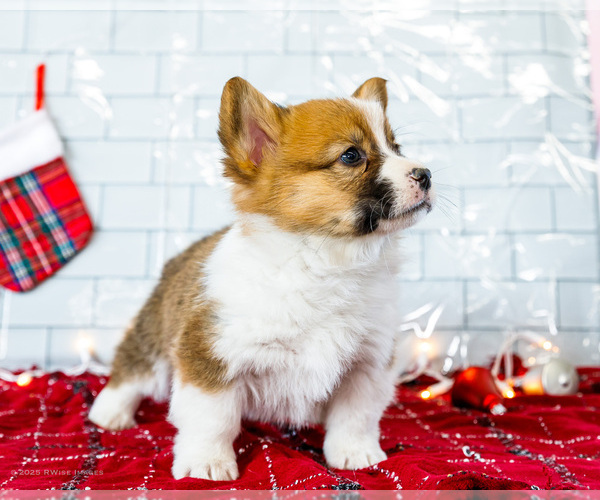 Medium Photo #46 Cardigan Welsh Corgi Puppy For Sale in WAKARUSA, IN, USA