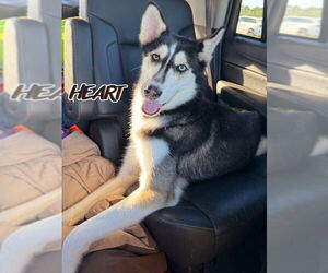 Siberian Husky Dogs for adoption in Severn, MD, USA