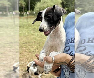 Mutt Dogs for adoption in Oak Bluffs, MA, USA